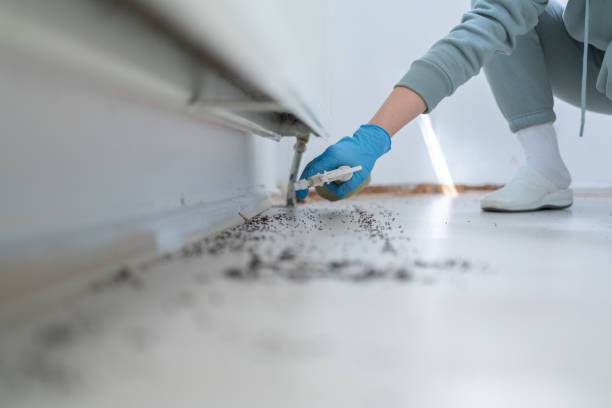 Flea Control Services in Colfax, CA